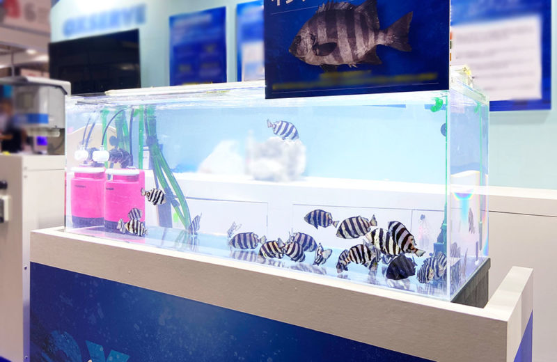 シーフードショーでイシダイを展示!曝気装置のブースに短期レンタル 水槽画像5