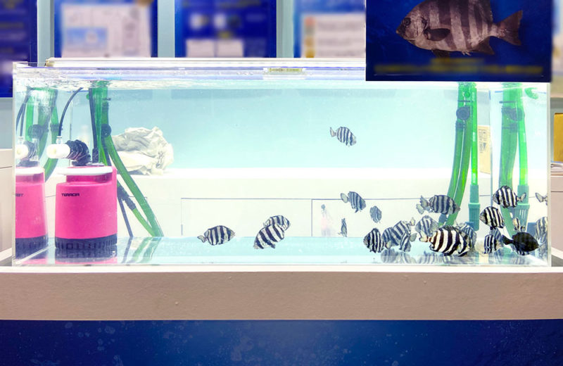 シーフードショーでイシダイを展示!曝気装置のブースに短期レンタル 水槽画像3