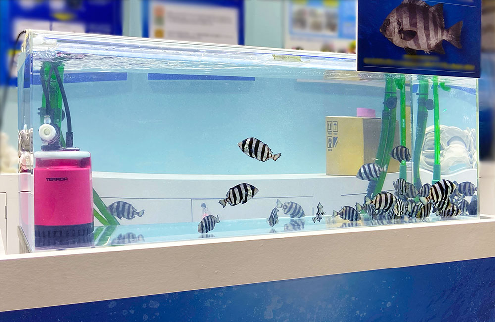 縞模様の海水魚が泳ぐ大型水槽とピンク色の水中ポンプ