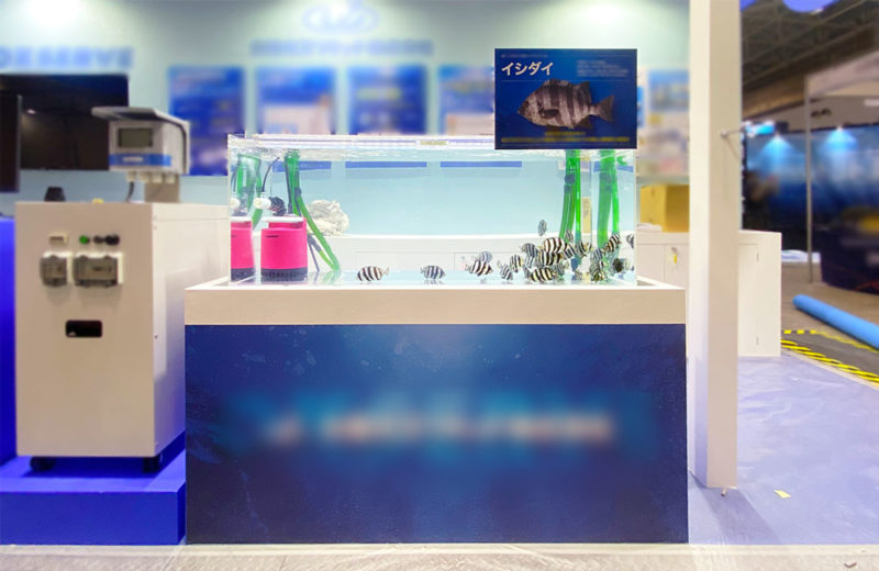 シーフードショーでイシダイを展示!曝気装置のブースに短期レンタル 水槽画像2