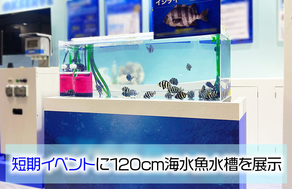 シーフードショーでイシダイを展示!曝気装置のブースに短期レンタル