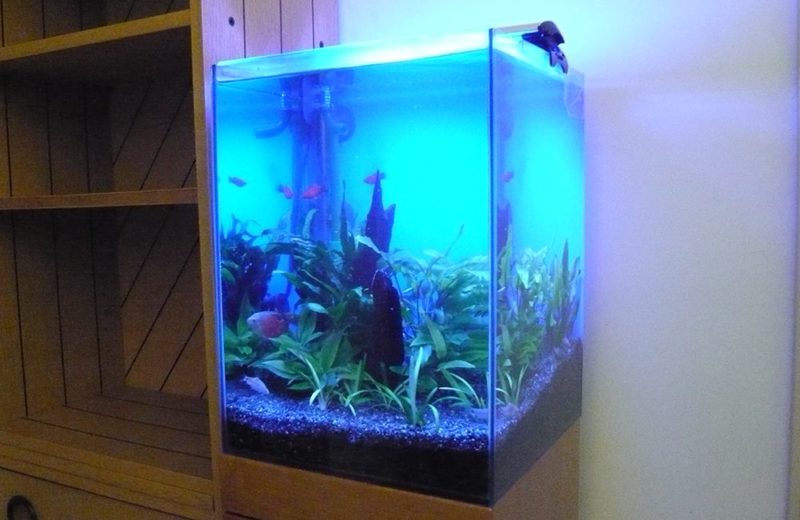 介護施設に設置 30cm淡水魚水槽 レンタル事例 水槽画像2