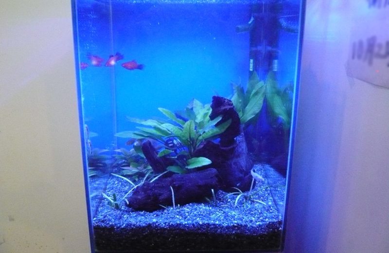 介護施設に設置 30cm淡水魚水槽 レンタル事例 水槽画像3