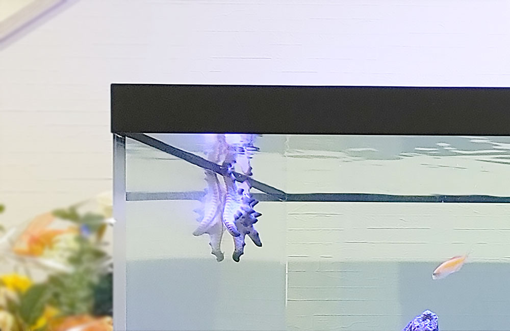 水槽のガラス面に張り付く青いヒトデと泳ぐ海水魚
