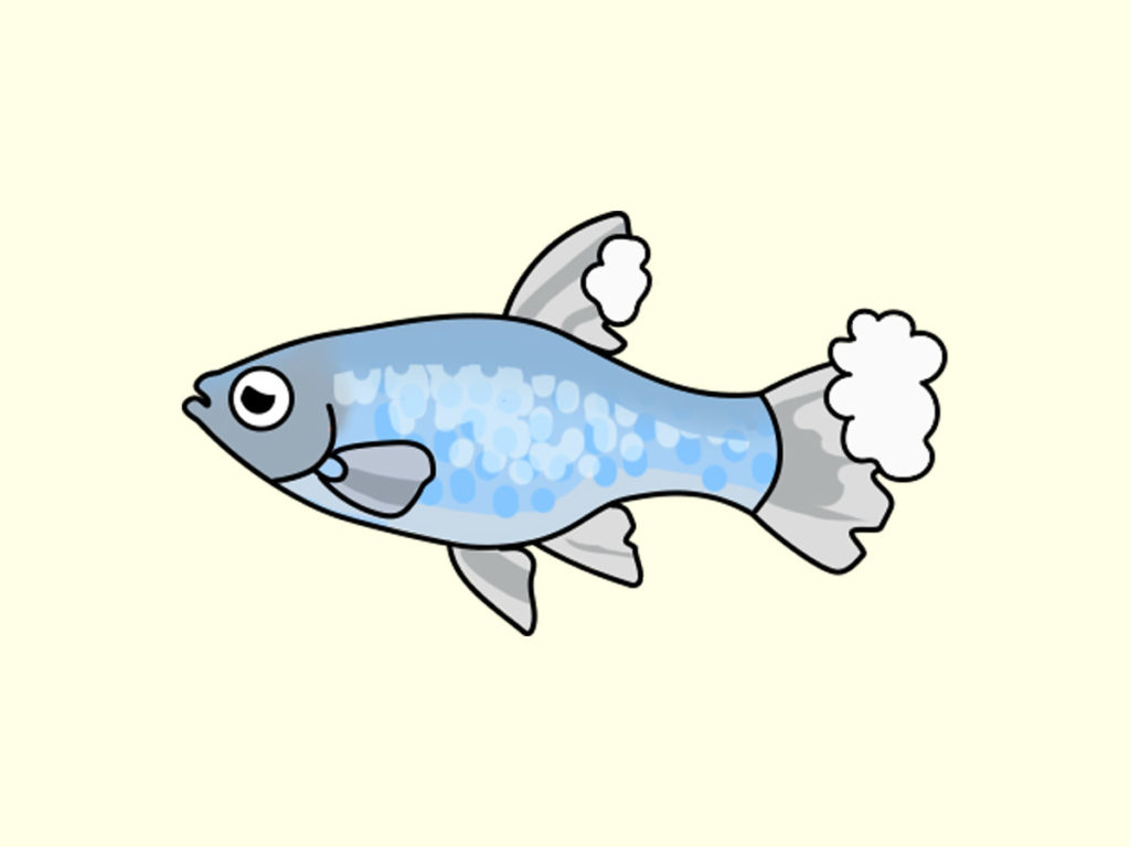 ヒレに白い綿状の付着物があるメダカのイラスト