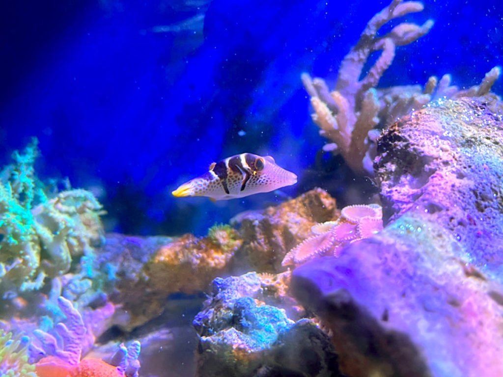 サンゴ礁を泳ぐシマキンチャクフグと青い海水槽の風景