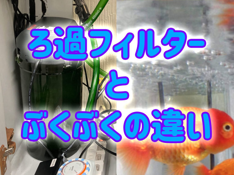 ろ過フィルターとぶくぶくの違いの文字と金魚の見出し画像