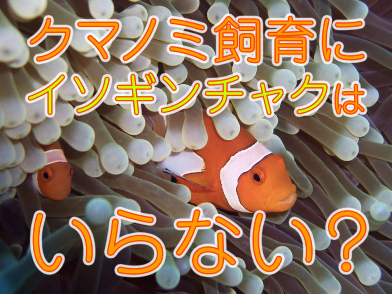 クマノミ飼育にイソギンチャクはいらない？の文字入り画像
