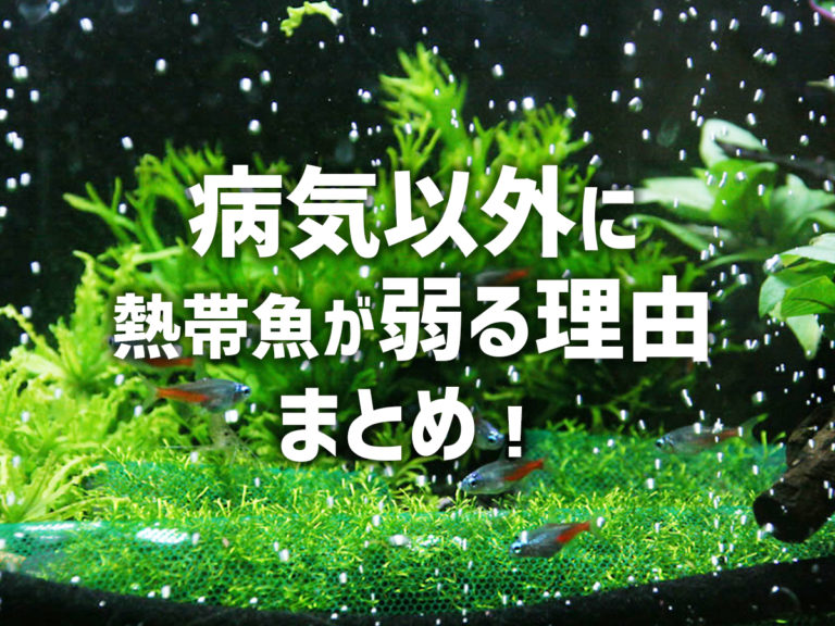 病気以外に熱帯魚が弱る理由の見出し画像