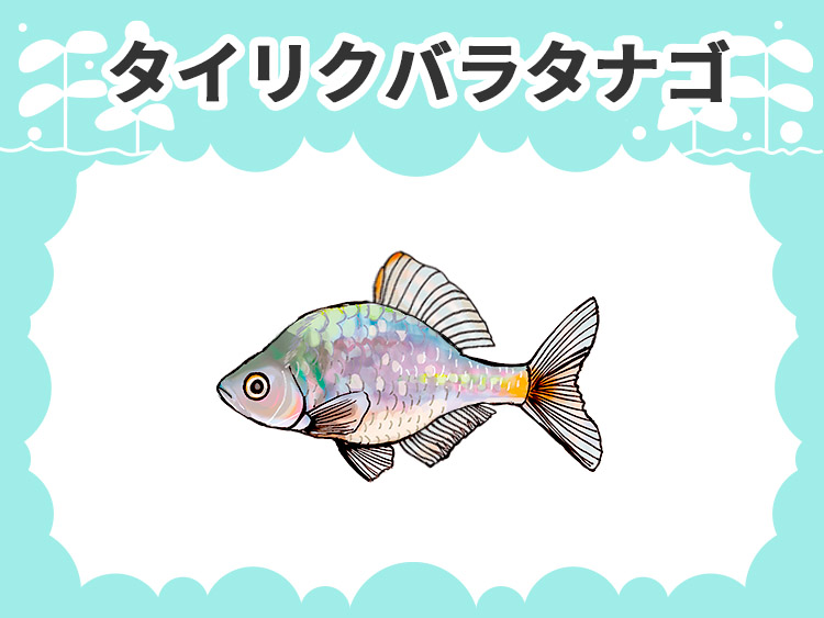タイリクバラタナゴのお魚図鑑