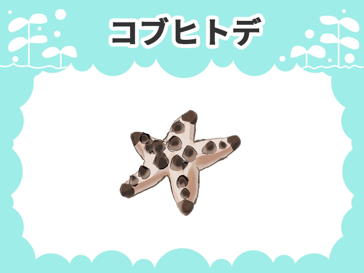 コブヒトデのお魚図鑑