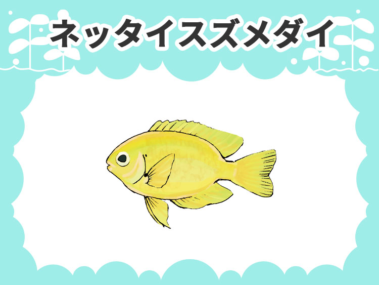 ネッタイスズメダイのお魚図鑑
