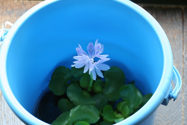 青いバケツの中で薄紫色の花を咲かせたホテイアオイ