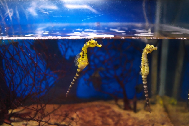 水槽内を泳ぐ2匹のタツノオトシゴと赤い海藻の装飾