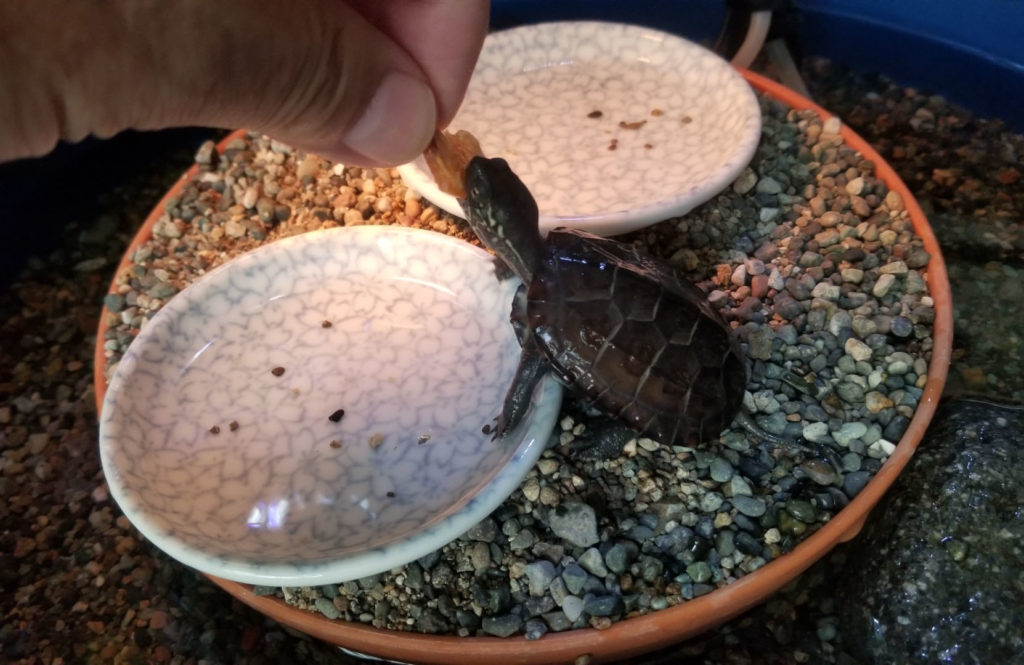 指でつまんだ餌を食べる小さなカメと砂利を敷いた皿