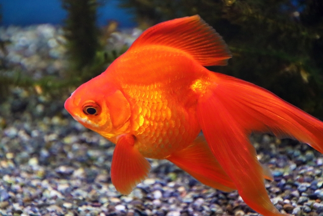 砂利を敷いた水槽内を泳ぐ赤い琉金型の金魚