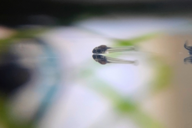 水面に反射するメダカの稚魚とぼやけた背景の水草群