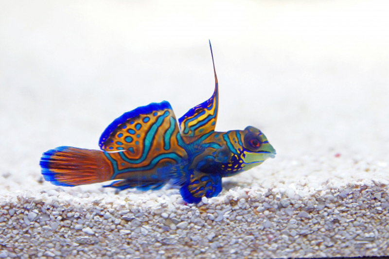 底砂の上を泳ぐ鮮やかな模様の海水魚マンダリンフィッシュ