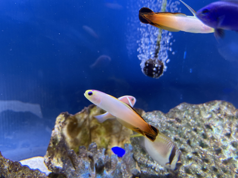 海水魚が泳ぐ青い背景の水槽とライブロック