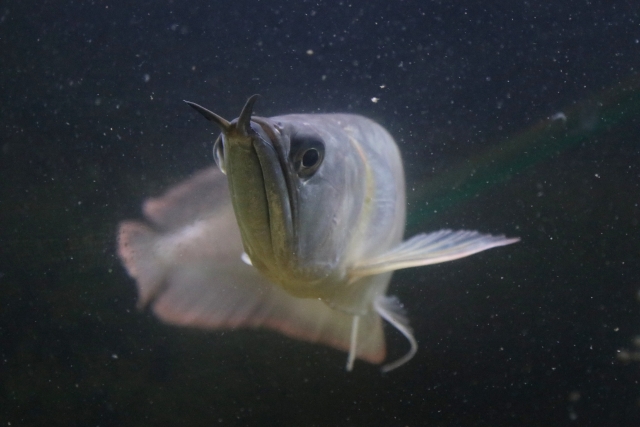 暗い水槽内を正面に向かって泳ぐ大型魚のアロワナ