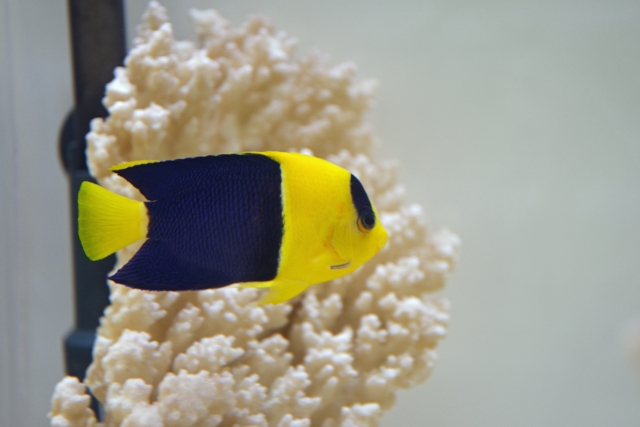 白いサンゴの前にいる黄色と黒の海水魚の仲間