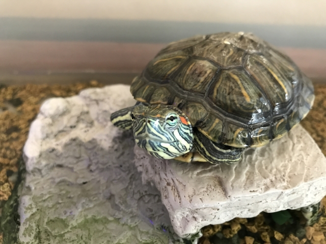岩場の上で休むミシシッピアカミミガメの姿