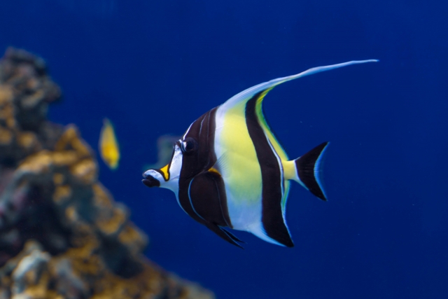 青い海を泳ぐツノダシと背景のサンゴ礁