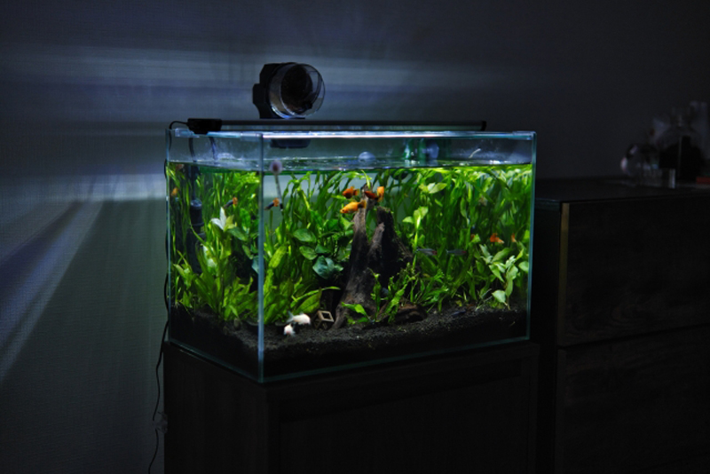 暗い部屋でライトに照らされた水草と魚が泳ぐ水槽