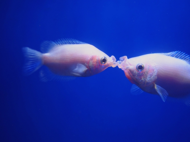 青い背景で口を突き合わせる2匹のピンク色の熱帯魚