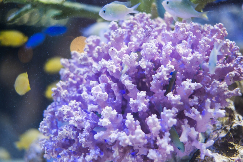 紫色のサンゴと周囲を泳ぐ色鮮やかな熱帯魚たち