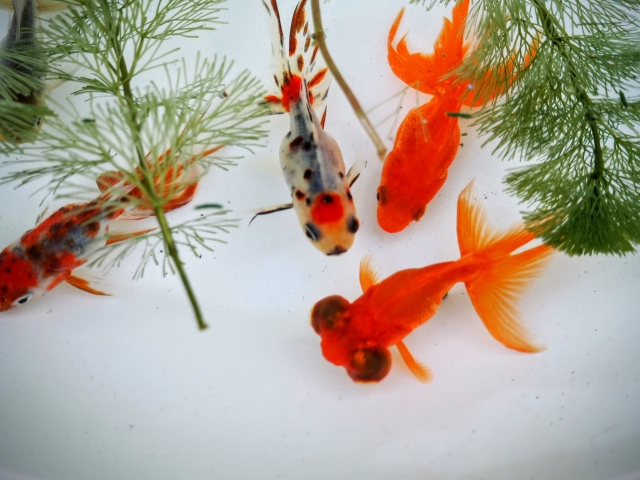 水草の間を泳ぐ出目金と数匹の金魚の俯瞰写真