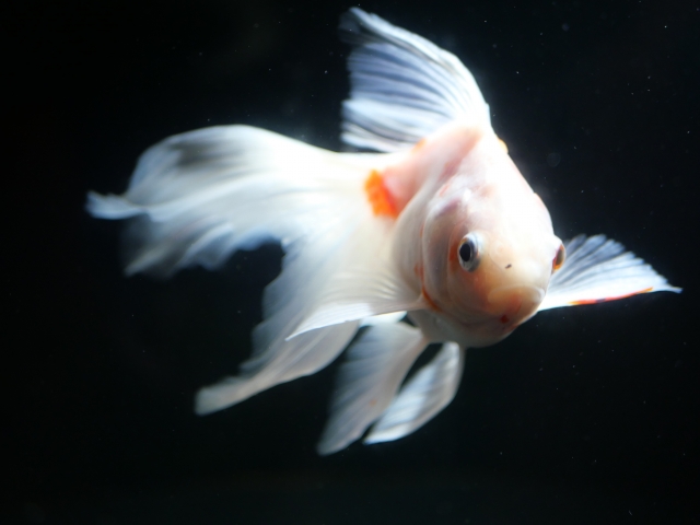 黒い背景を泳ぐ白いヒレの長い金魚の正面写真