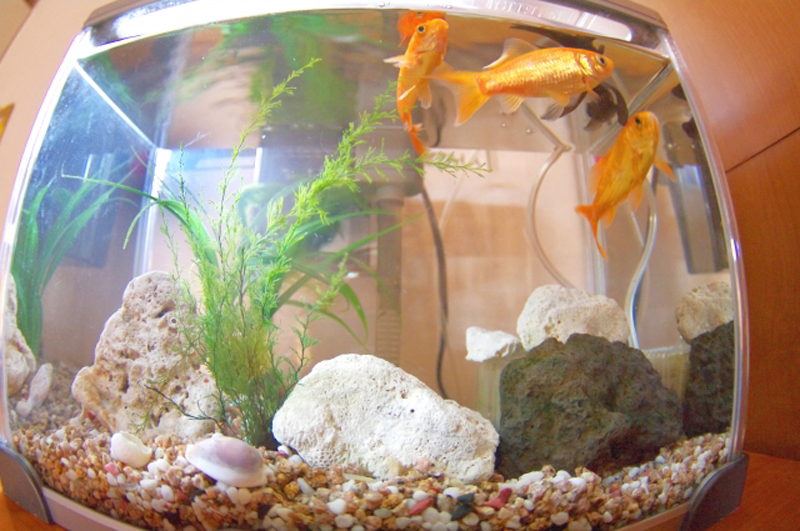 金魚と水草と石を配置した曲げガラス水槽のレイアウト