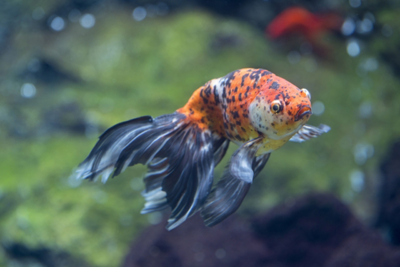 水槽内を泳ぐ赤と黒の斑点模様がある金魚