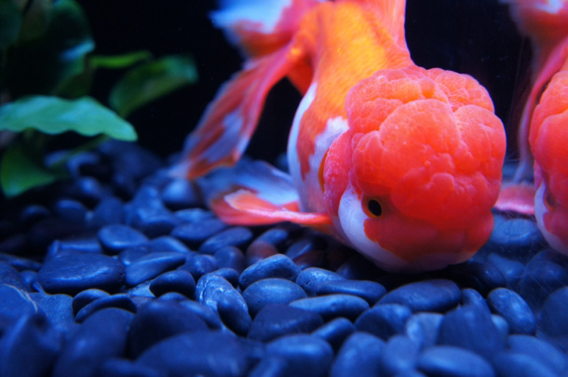 黒い砂利の上を泳ぐ肉瘤の発達した赤い金魚と水草