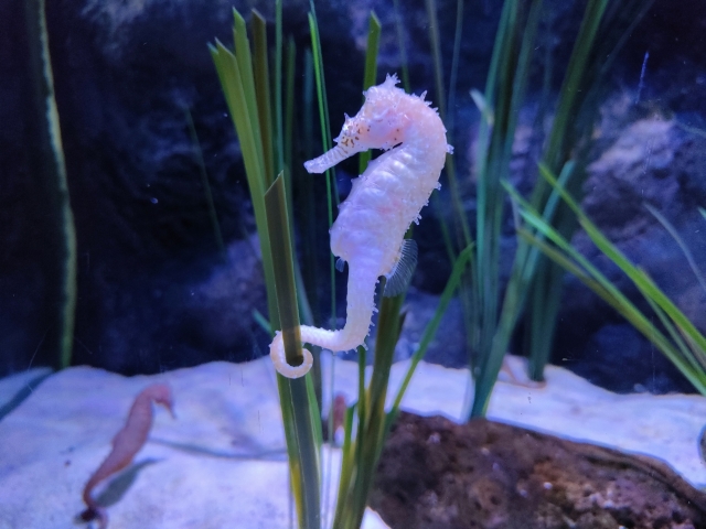 水草に尾を巻き付ける白いタツノオトシゴの仲間