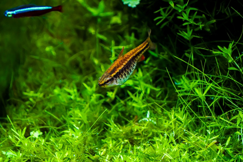 水草の間を泳ぐ小型熱帯魚とネオンテトラの仲間