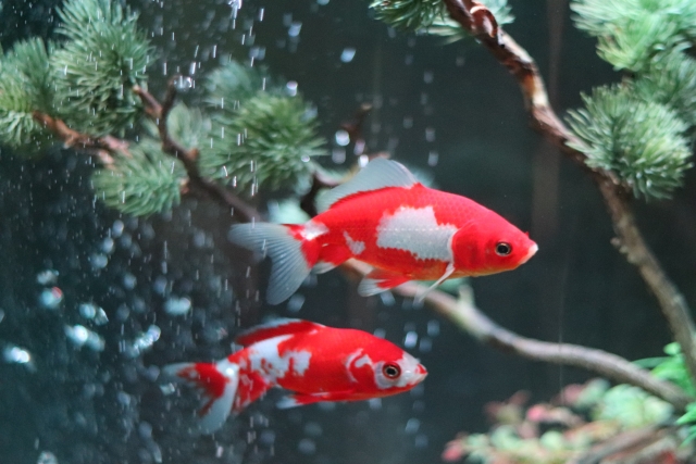 水槽内を泳ぐ紅白の金魚2匹と松の枝流木や気泡