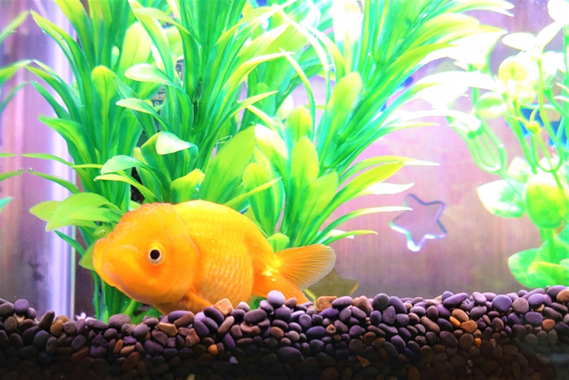 水草と砂利のある水槽内を泳ぐオレンジ色の金魚