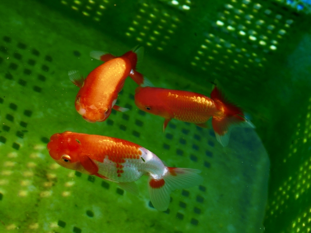 緑色の容器内を泳ぐ赤と白の金魚3匹の上見画像