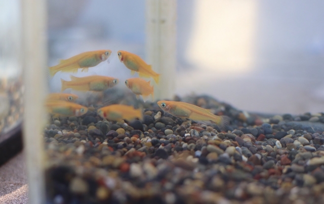 砂利を敷いた水槽内を泳ぐ数匹のメダカの群れ