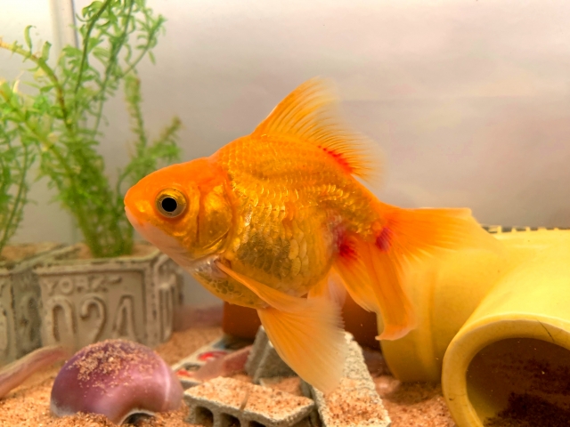 水槽内を泳ぐオレンジ色の金魚と緑色の水草