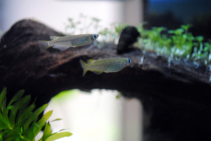 流木の上を泳ぐ2匹のメダカと水草の水槽レイアウト