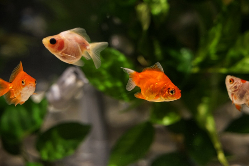 水草を背景に泳ぐオレンジ色と白の金魚の群れ