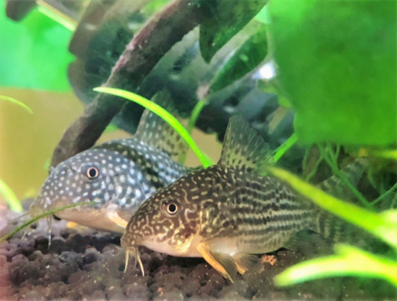 水草の陰で底砂に佇む2匹のコリドラスの仲間