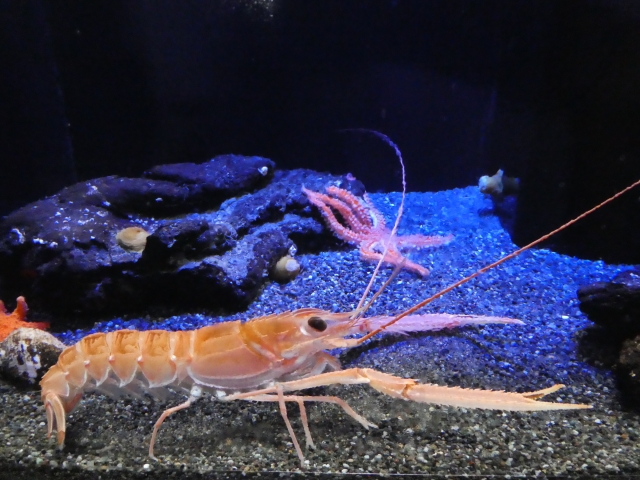 水槽の底砂を歩くオレンジ色のアカザエビの仲間