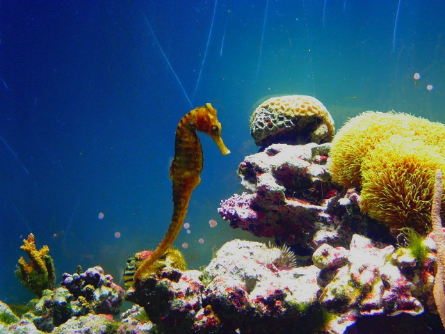 サンゴ礁とタツノオトシゴの仲間が泳ぐ海水水槽内の一枚