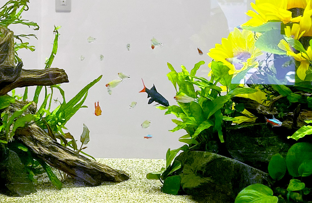 流木と水草に囲まれて泳ぐ熱帯魚と黄色い造花の水槽