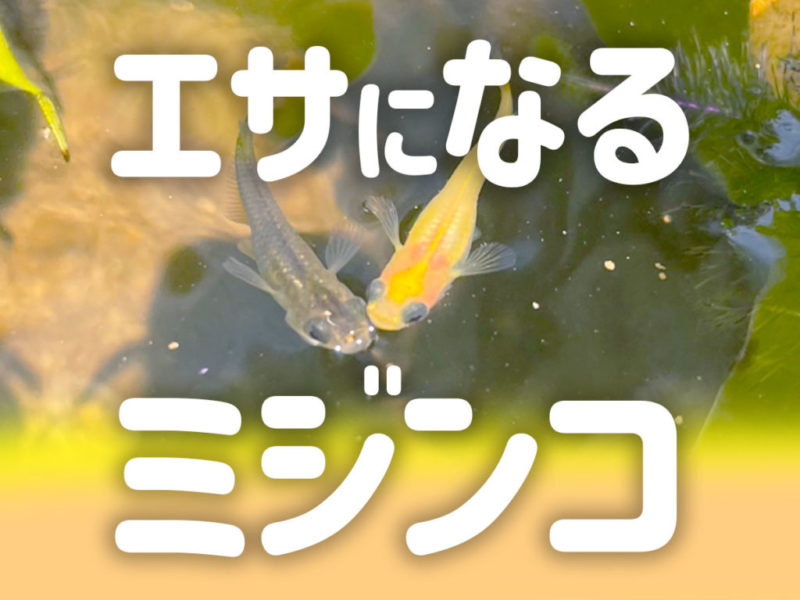 エサになるミジンコの文字と水面のメダカの見出し画像