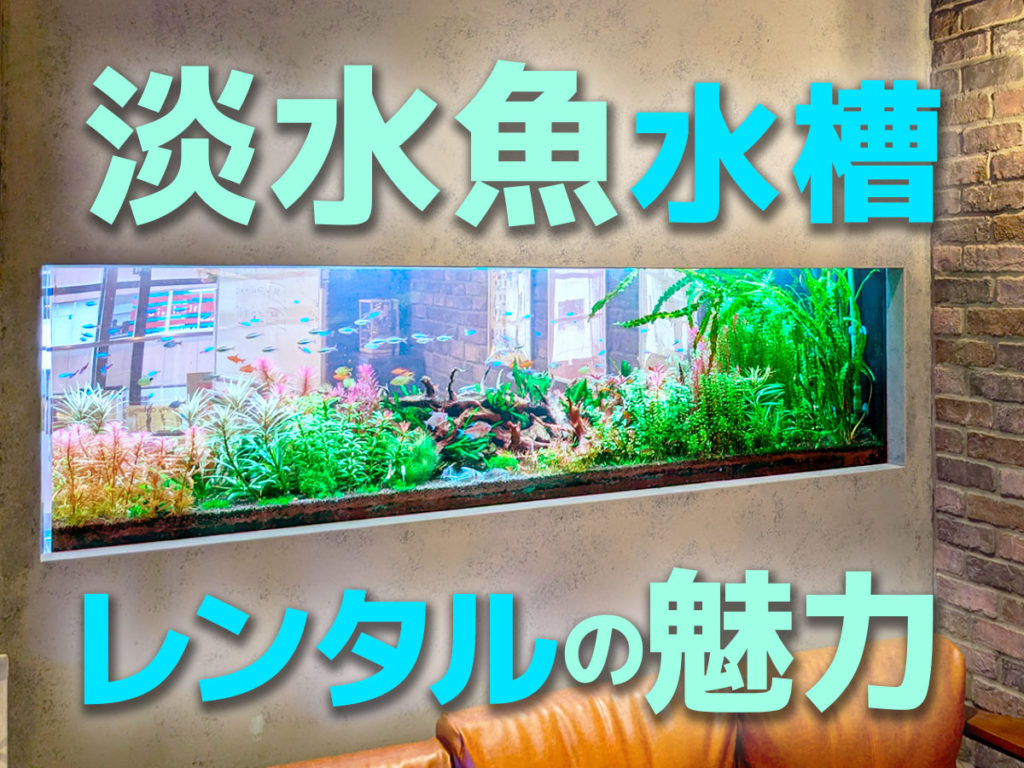 淡水魚水槽レンタルの魅力!メリットや癒しのレンタル事例を紹介!のサムネイル画像